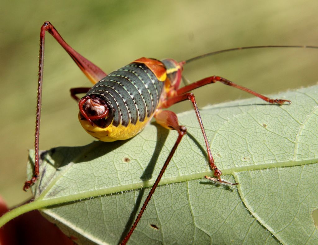 Barbitistes alpinus?